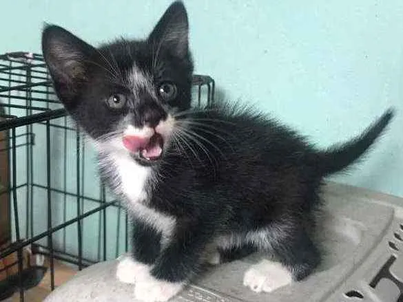 Gato raça SRD idade Abaixo de 2 meses nome Flor