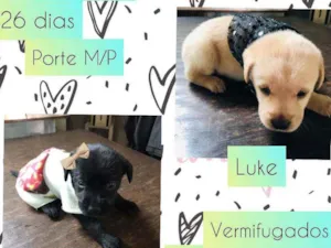 Cachorro raça SRD idade Abaixo de 2 meses nome Duplinha