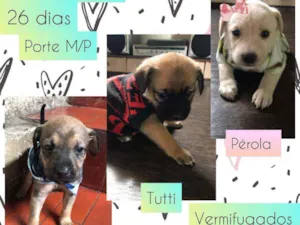 Cachorro raça SRD idade Abaixo de 2 meses nome Trio ternura