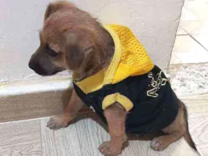 Cachorro raça Vira lata idade 2 a 6 meses nome Bob