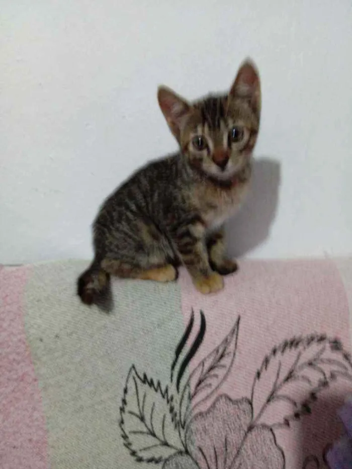 Gato raça SRD idade 2 a 6 meses nome Iris, meg, flora, ti