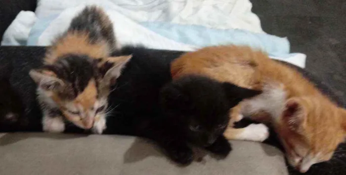 Gato raça SRD idade 2 a 6 meses nome Iris, meg, flora, ti