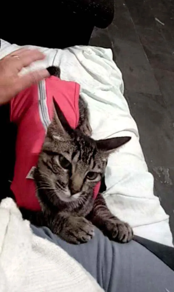 Gato raça SRD idade 2 a 6 meses nome Iris, meg, flora, ti
