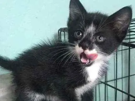 Gato raça SRD idade 2 a 6 meses nome Iris, meg, flora, ti