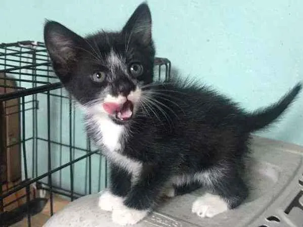 Gato raça SRD idade 2 a 6 meses nome Iris, meg, flora, ti