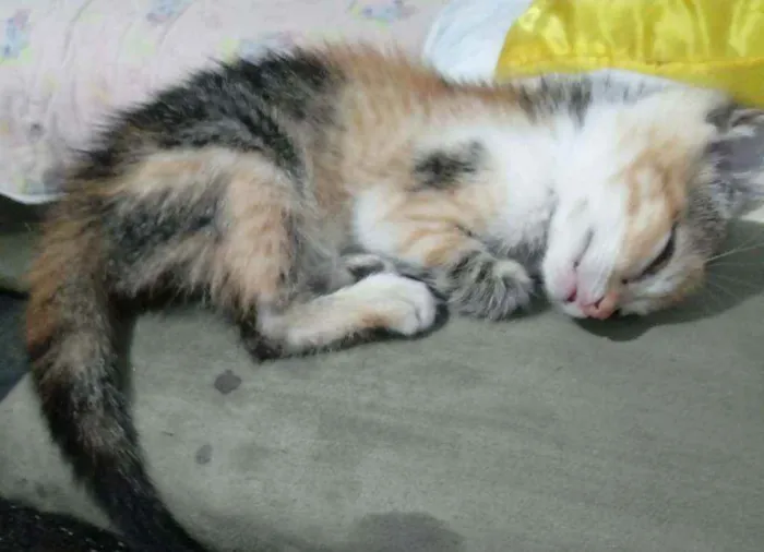 Gato raça SRD idade 2 a 6 meses nome Iris, meg, flora, ti