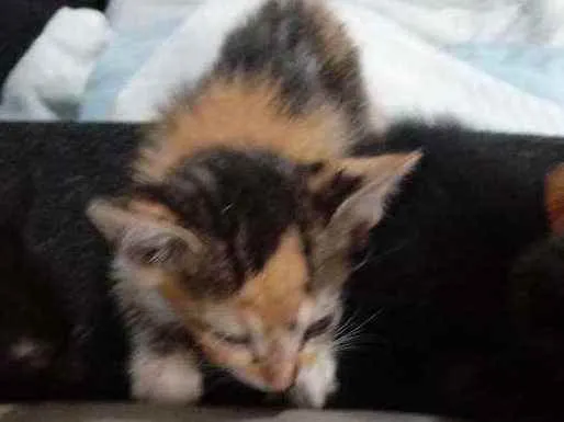 Gato raça SRD idade 2 a 6 meses nome Iris, meg, flora, ti