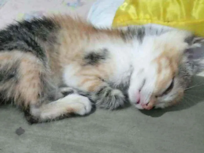 Gato raça SRD idade 2 a 6 meses nome Iris, meg, flora, ti
