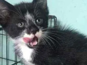 Gato raça SRD idade 2 a 6 meses nome Iris, meg, flora, ti
