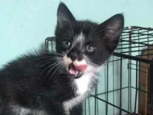 Gato raça SRD idade Abaixo de 2 meses nome Flor