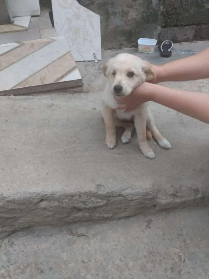 Cachorro ra a SRD-ViraLata idade 2 a 6 meses nome Olhinho