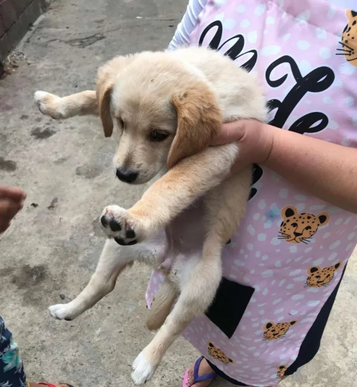 Cachorro ra a SRD-ViraLata idade 2 a 6 meses nome Olhinho