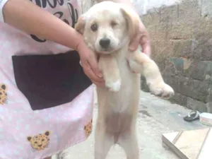 Cachorro raça SRD-ViraLata idade 2 a 6 meses nome Olhinho