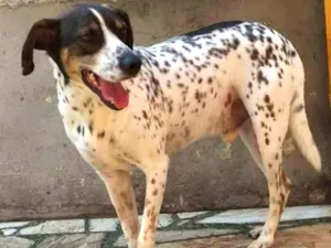 Cachorro raça SRD-ViraLata idade 3 anos nome Jukimka