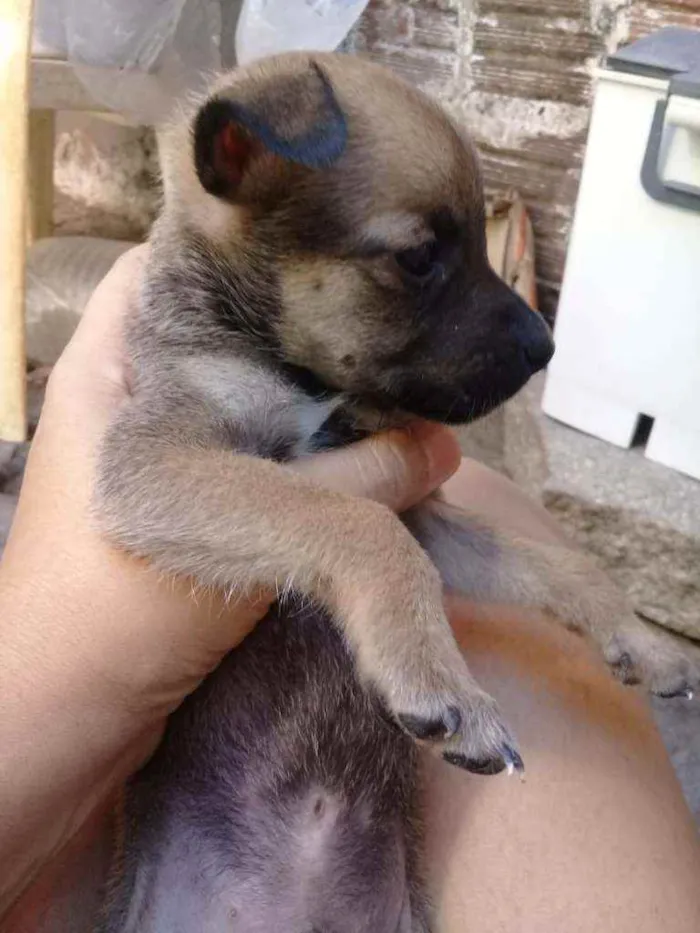 Cachorro ra a Srd idade Abaixo de 2 meses nome Benjamin 