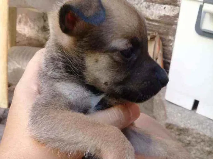 Cachorro ra a Srd idade Abaixo de 2 meses nome Benjamin 
