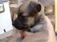 Benjamin 