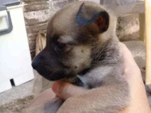 Cachorro raça Srd idade Abaixo de 2 meses nome Benjamin 