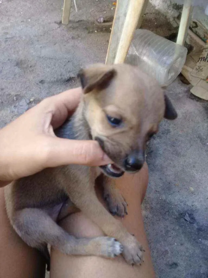Cachorro ra a Srd idade Abaixo de 2 meses nome Bidu