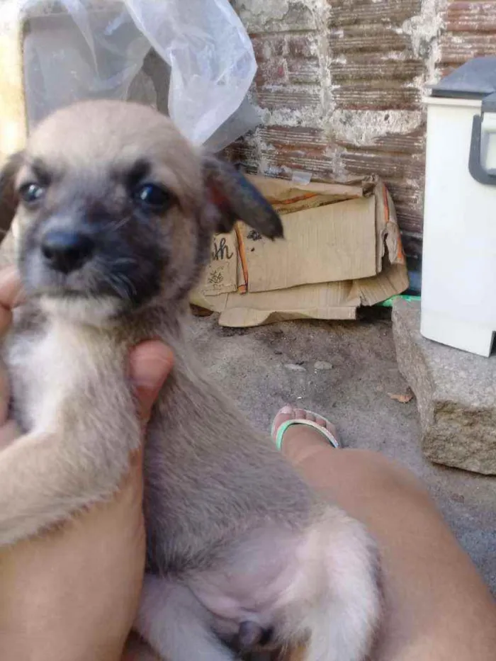 Cachorro ra a Srd idade Abaixo de 2 meses nome Rock