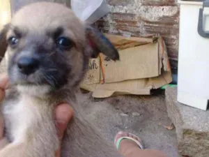 Cachorro raça Srd idade Abaixo de 2 meses nome Rock