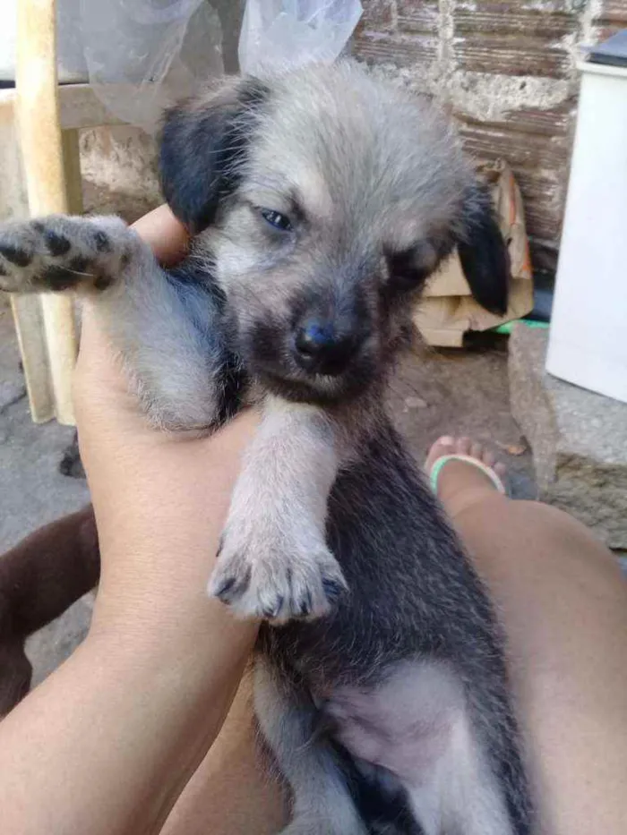 Cachorro ra a Srd idade Abaixo de 2 meses nome Nino