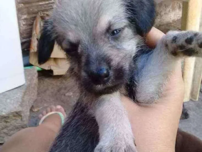 Cachorro ra a Srd idade Abaixo de 2 meses nome Nino
