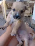 Joãozinho 
