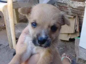 Cachorro raça Srd idade Abaixo de 2 meses nome Joãozinho 