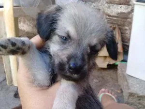 Cachorro raça Srd idade Abaixo de 2 meses nome Nino