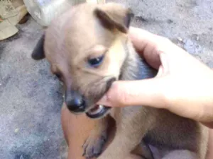 Cachorro raça Srd idade Abaixo de 2 meses nome Bidu