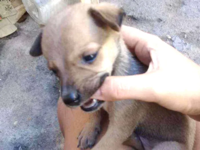 Cachorro ra a Srd idade Abaixo de 2 meses nome Bidu