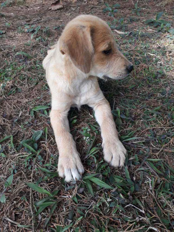 Cachorro raça VIRA-LATA idade 2 a 6 meses nome DIANA