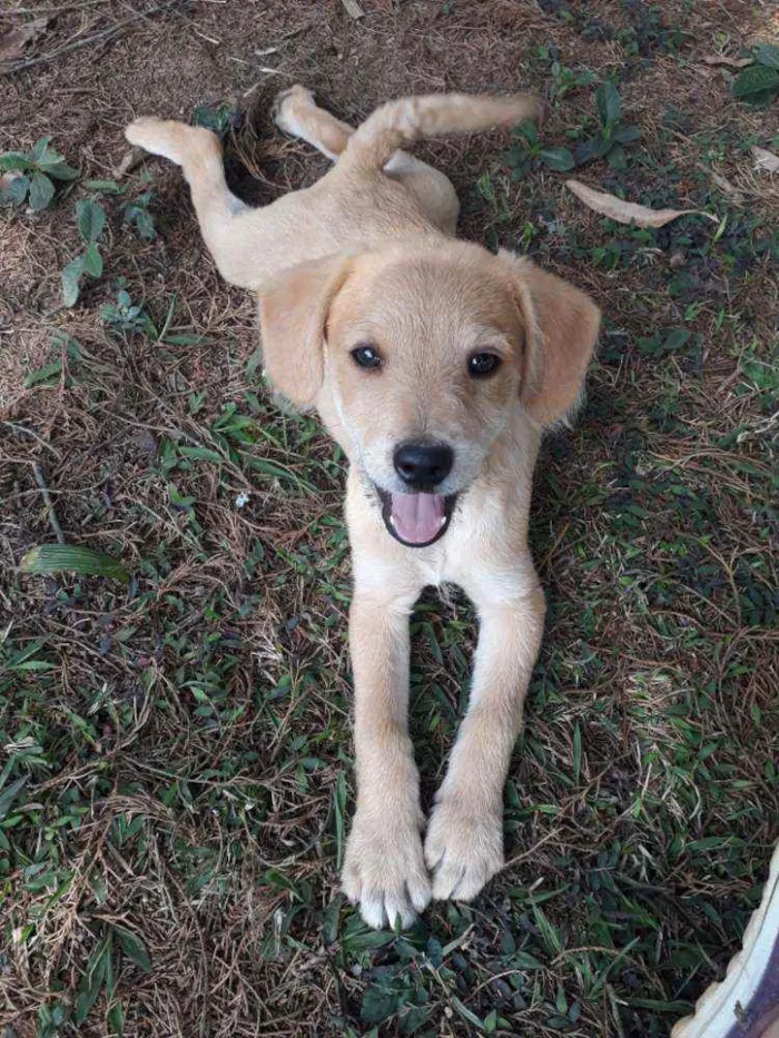Cachorro raça VIRA-LATA idade 2 a 6 meses nome DIANA