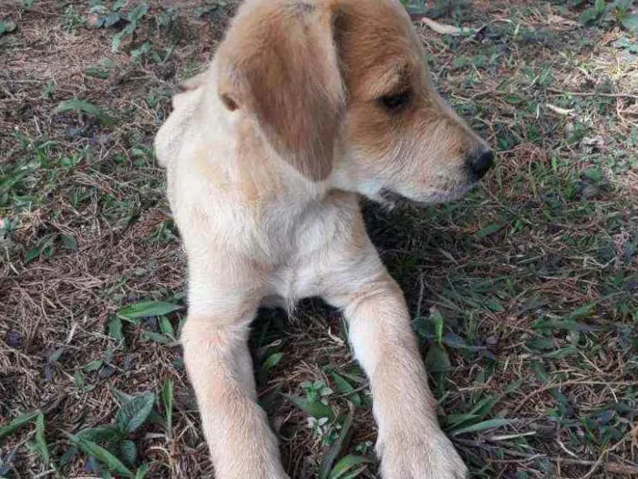 Cachorro raça VIRA-LATA idade 2 a 6 meses nome DIANA