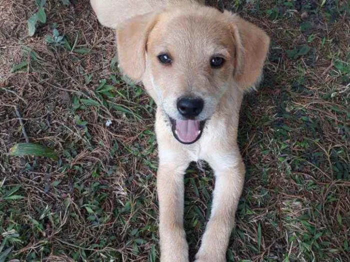 Cachorro raça VIRA-LATA idade 2 a 6 meses nome DIANA