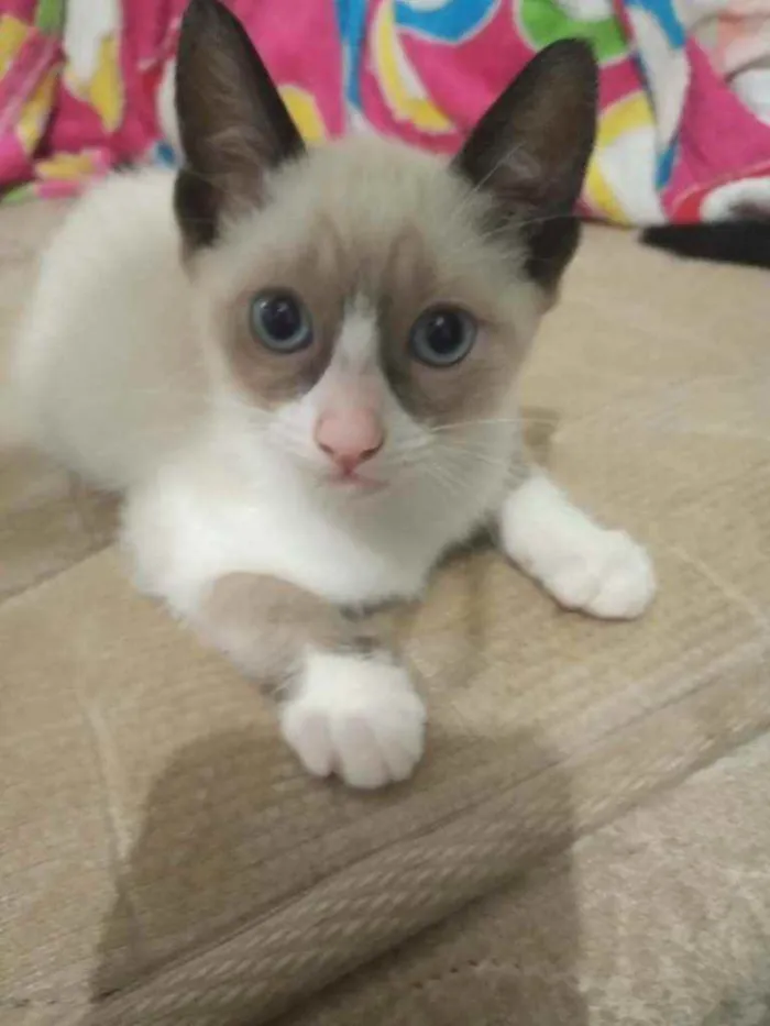 Gato ra a Sem raça idade Abaixo de 2 meses nome Sem nome