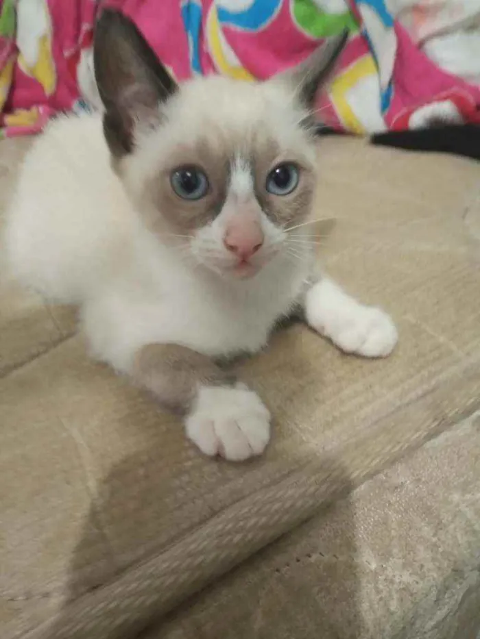 Gato ra a Sem raça idade Abaixo de 2 meses nome Sem nome