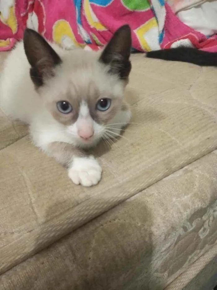 Gato ra a Sem raça idade Abaixo de 2 meses nome Sem nome