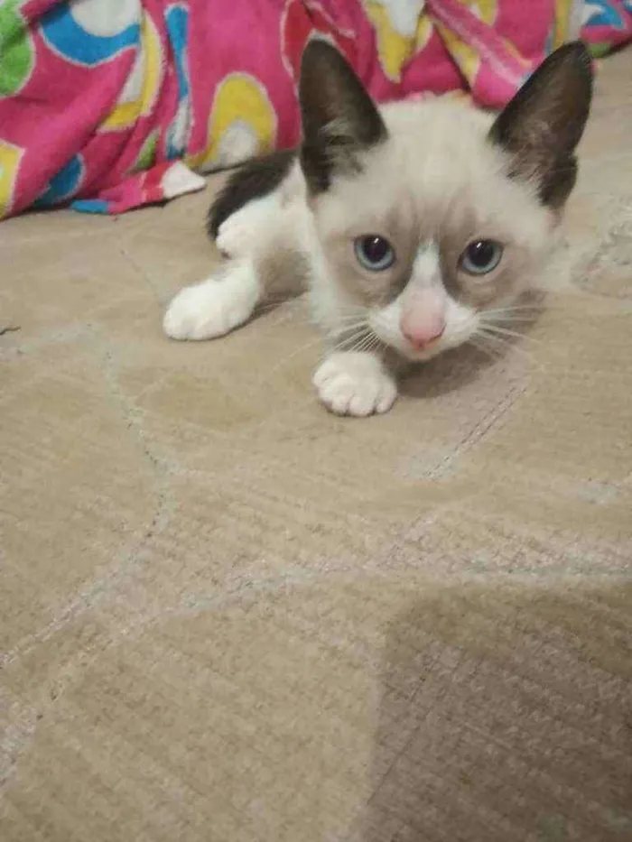 Gato ra a Sem raça idade Abaixo de 2 meses nome Sem nome