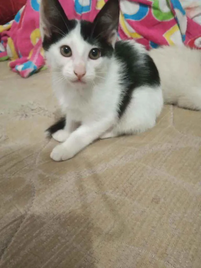 Gato raça Sem raça idade Abaixo de 2 meses nome Sem nome