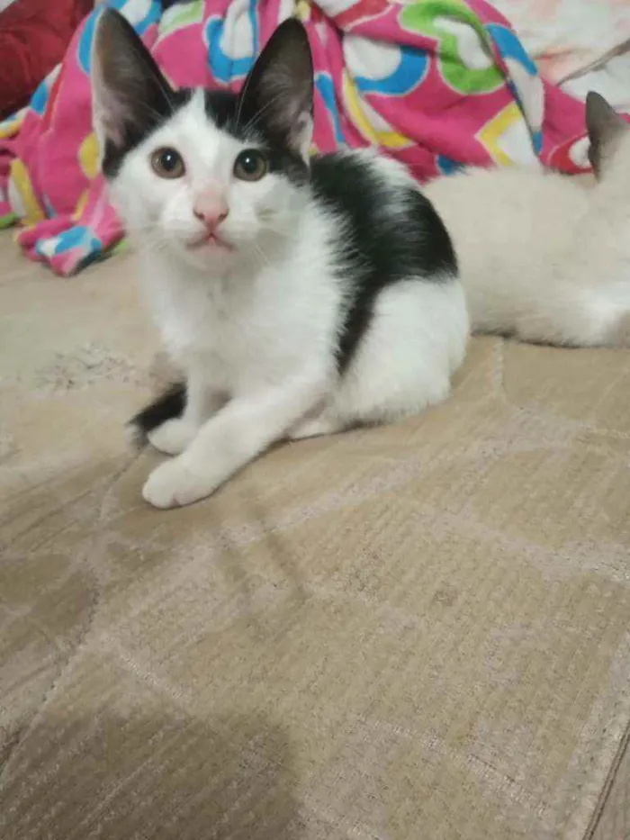 Gato raça Sem raça idade Abaixo de 2 meses nome Sem nome