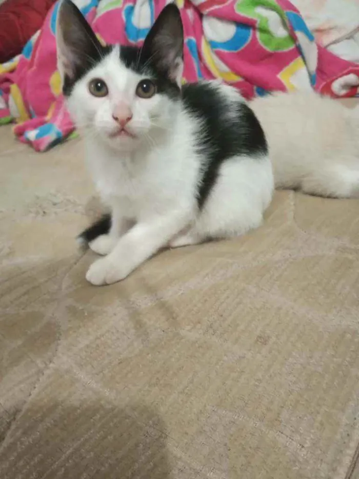 Gato raça Sem raça idade Abaixo de 2 meses nome Sem nome