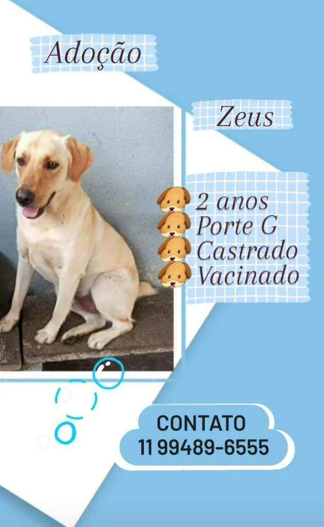 Cachorro ra a Mestiço labrador idade 2 anos nome Zeus
