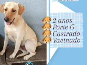 Cachorro raça Mestiço labrador idade 2 anos nome Zeus