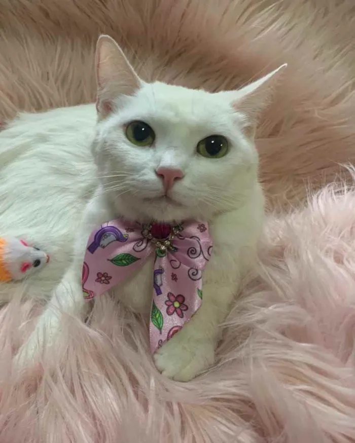 Gato ra a SRD idade 1 ano nome FOFURA