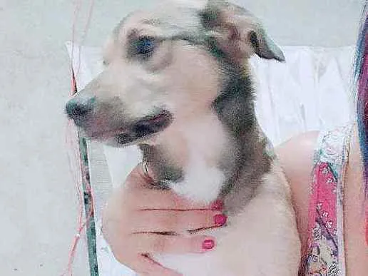 Cachorro ra a Vira lata  idade 7 a 11 meses nome Lucky