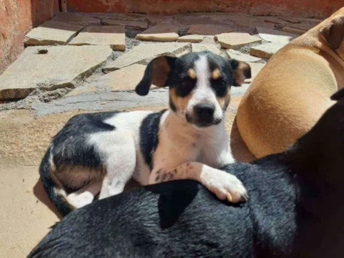 Cachorro ra a SRD idade 7 a 11 meses nome Alecrim