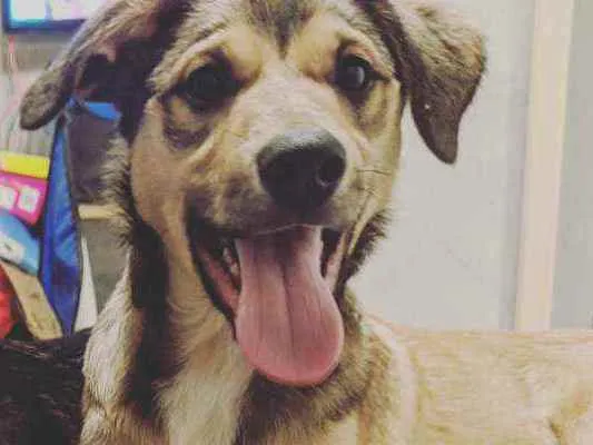 Cachorro ra a Vira lata  idade 7 a 11 meses nome Lucky