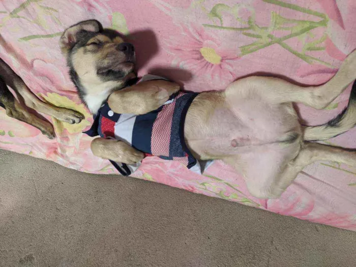 Cachorro ra a Vira lata  idade 7 a 11 meses nome Lucky